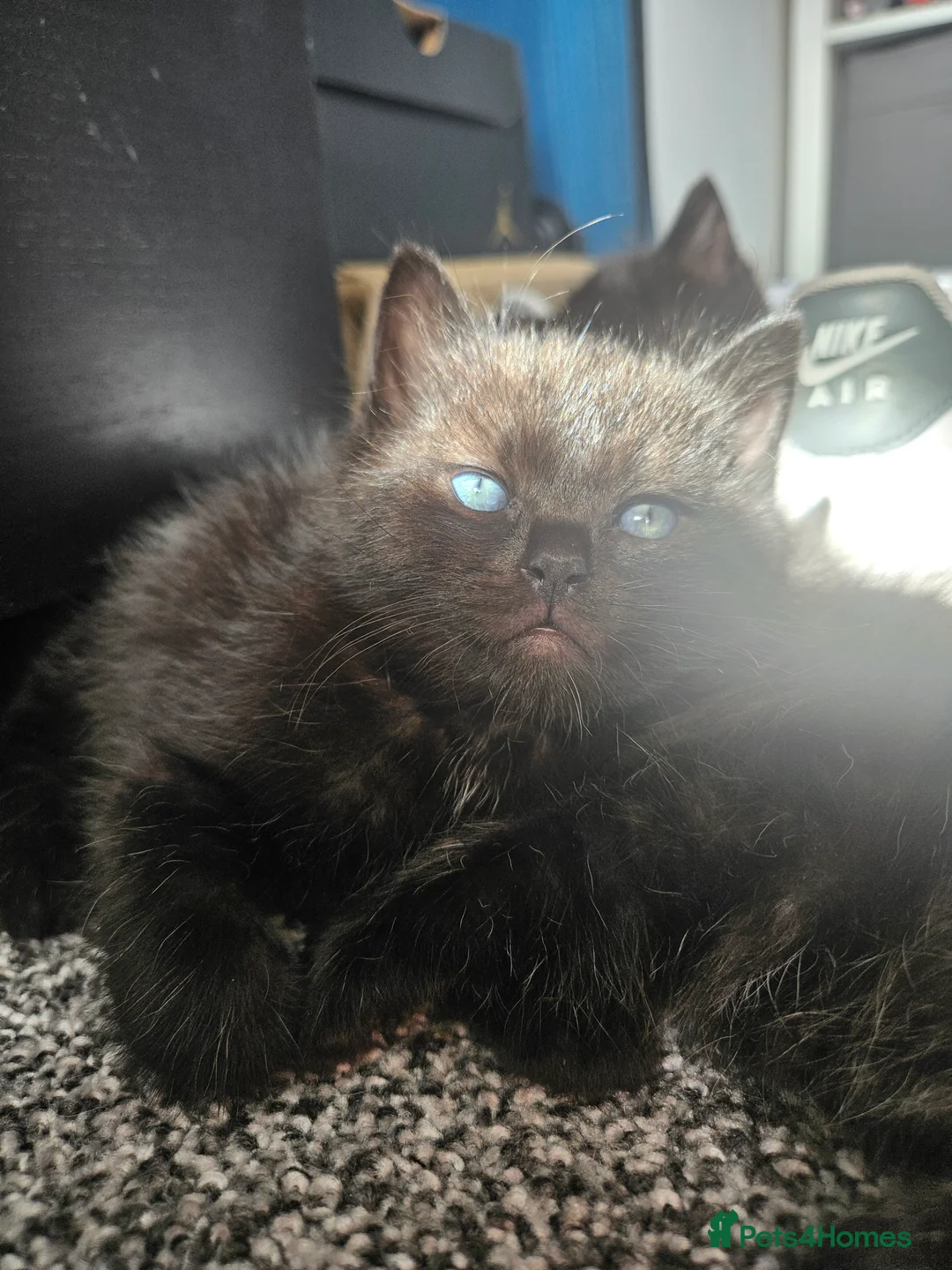 Mixed Breed cats for sale: Beautiful Ragdoll X Kittens  - Advert 2