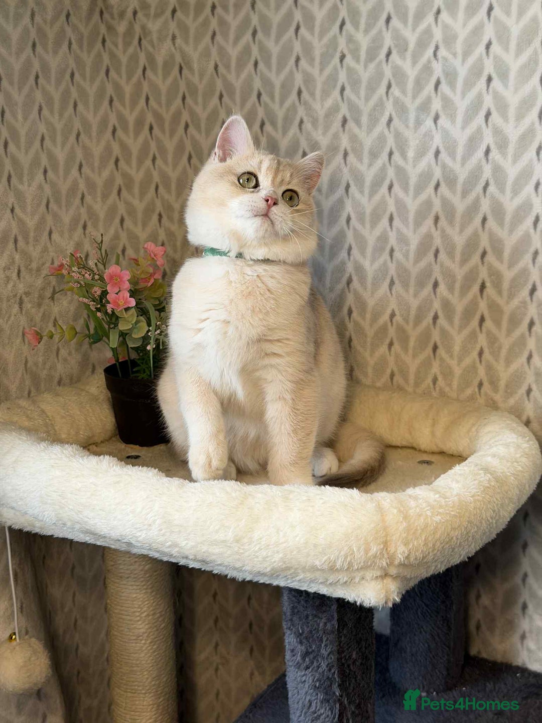 British Shorthair cats for sale: ⭐️TICA chunky golden BRITISH SHORTHAIR  - Advert 12