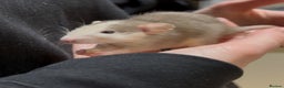 Rat rodents for sale: Baby dumbo rats - Advert 7