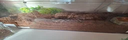 Tarantulas invertebrates for sale: Tarantula Collection  in Sturminster Newton - Advert 9