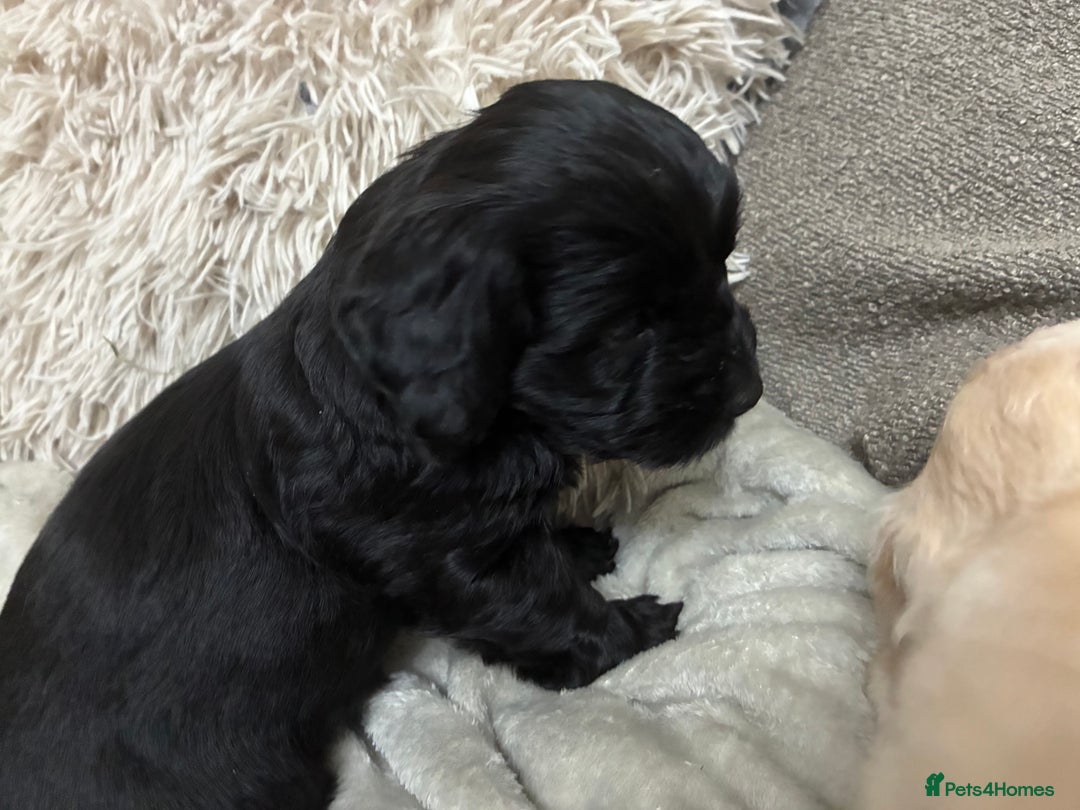 Mixed Breed dogs for sale: Adorable Cockerchons Fluffy, Low-Shed Wonders! - Image 30