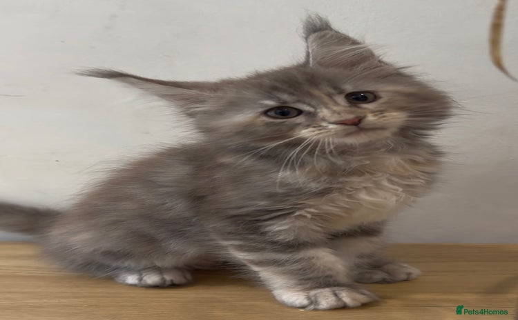 Maine Coon cats - Advert 15
