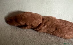 Australian Labradoodle dogs for sale: Fib Labradoodle puppies - Advert 8