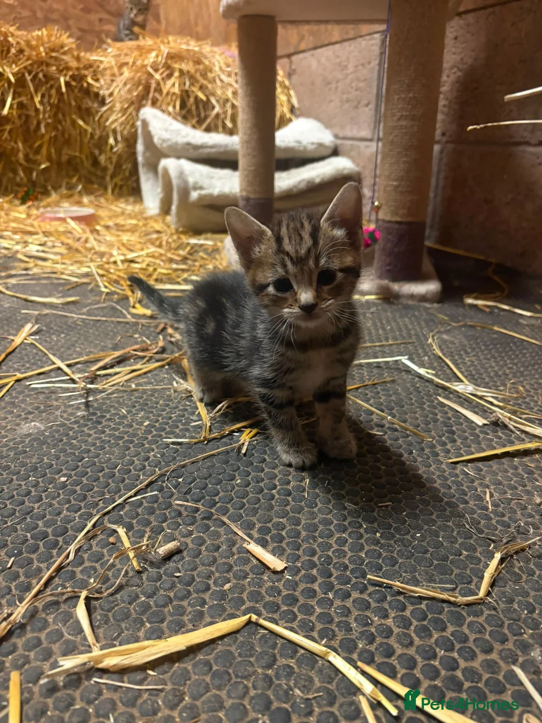 Mixed Breed cats for sale: OUTDOOR KITTENS - Advert 2
