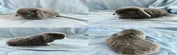 Mini Lop rabbits for sale: Baby Mini Lops Ready 01/07 - Advert 5