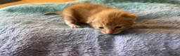 Mixed Breed cats for sale: Beautiful fluffy kittens in Pwllheli - Advert 1