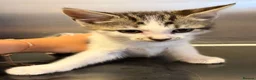 Domestic Shorthair cats for sale: Tabby/White kitten boy in Braintree - Advert 3