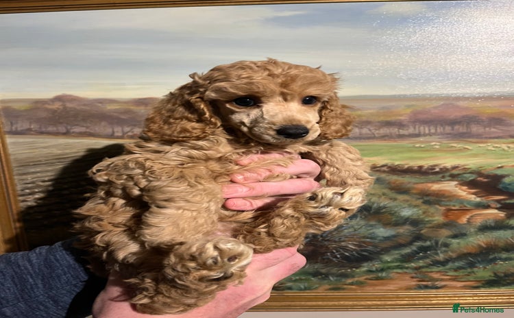 Miniature Poodle dogs - Advert 1