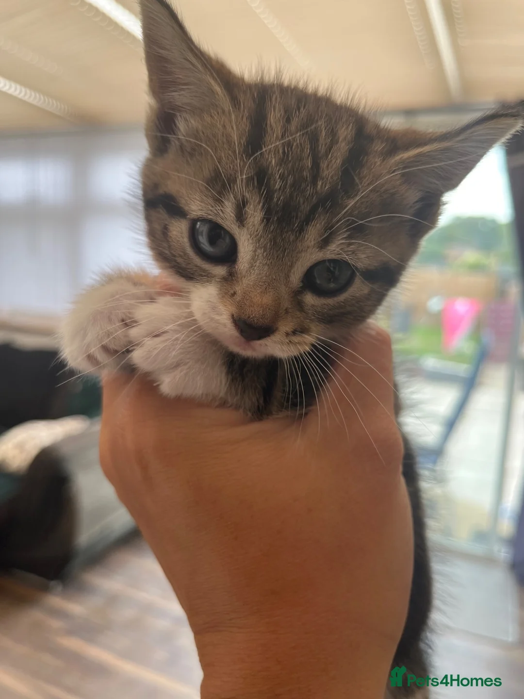 Mixed Breed cats for sale: 2 female tabby kittens  - Advert 2