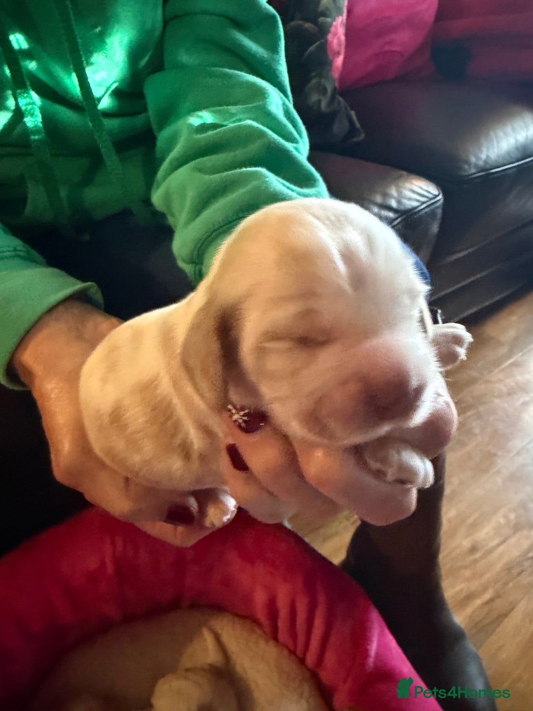 Cocker Spaniel dogs for sale: Show cocker spaniel pups - Advert 28