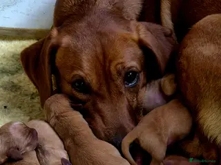 Labrador Retriever dogs Dark Red Lab Pups 5⭐ Licensed Breeder KC Reg - Advert 10