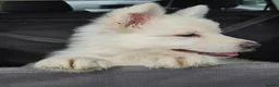 White Swiss Shepherd dogs for sale: Last girl ready now KC registered  WSS in Boston - Advert 4