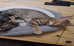 Serengeti cats for sale: Serengeti kitten  - Image 2