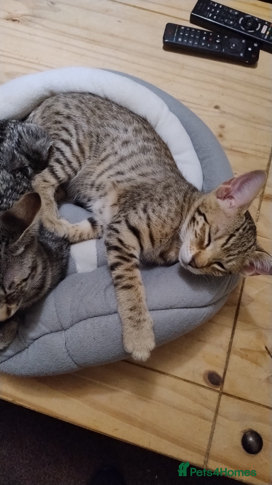 Serengeti cats for sale: Serengeti kitten  - Image 2