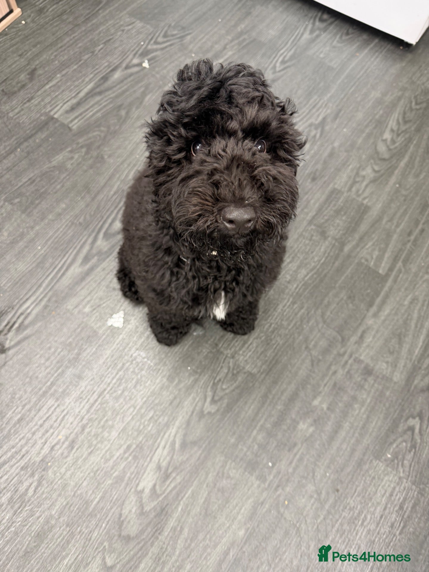 Cockapoo dogs Cockopoo 5 months old  - Advert 1