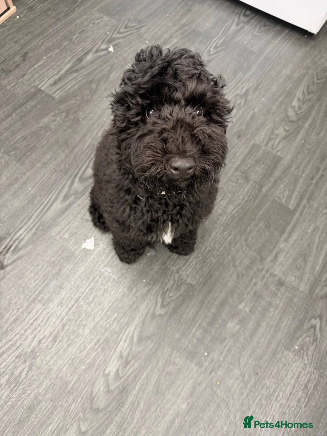 Cockapoo dogs for sale: Cockopoo 5 months old  in Blandford Forum - Advert 1