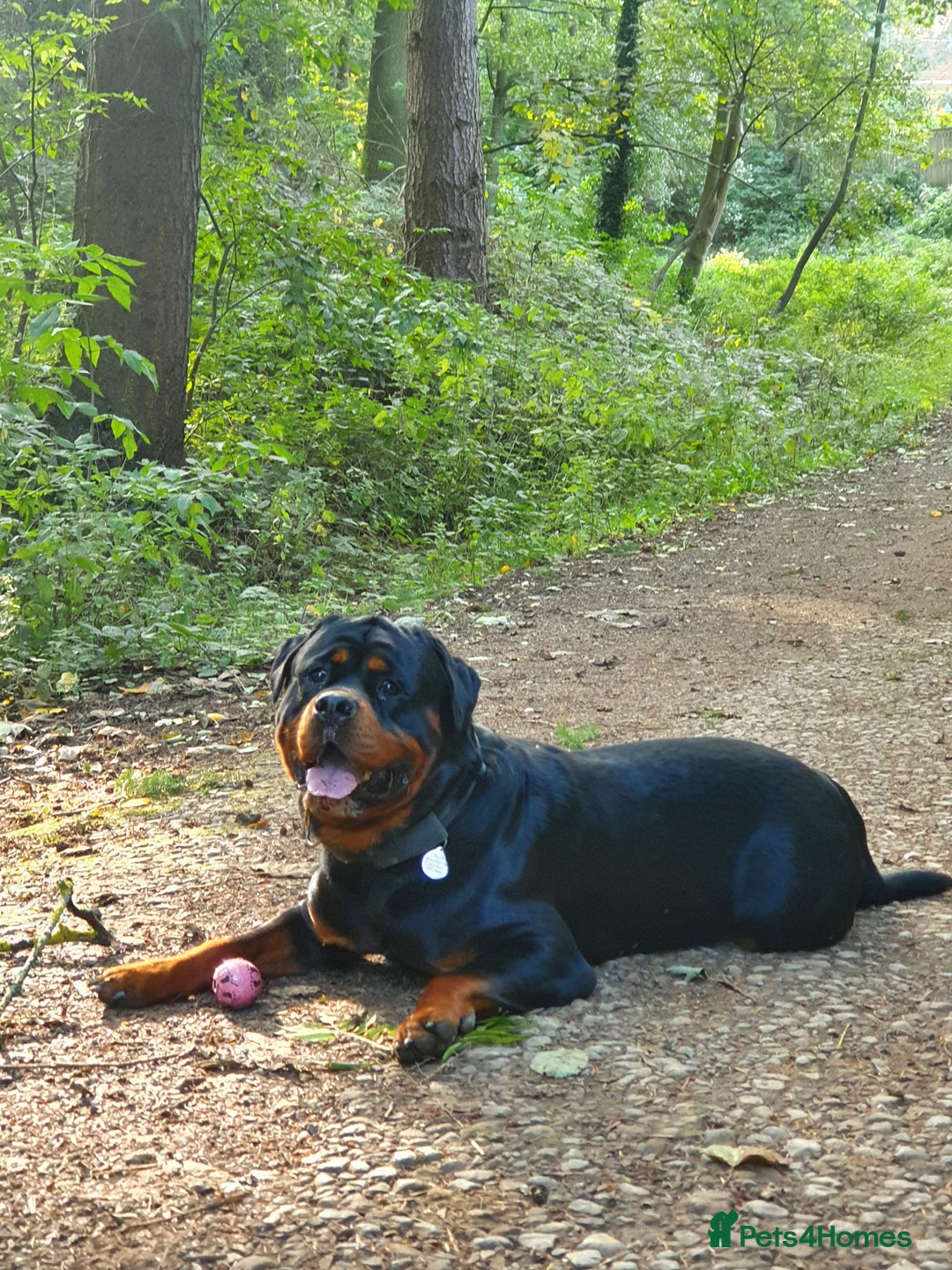 Rottweiler dogs for stud: Dexter  in Guisborough - Advert 1