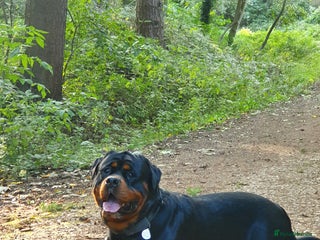 Rottweiler dogs in Guisborough - Advert 1