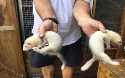 Ferret rodents for sale: Ferrets For Sale  - Image 5