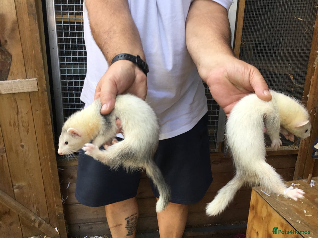Ferret rodents for sale: Ferrets For Sale  - Image 5