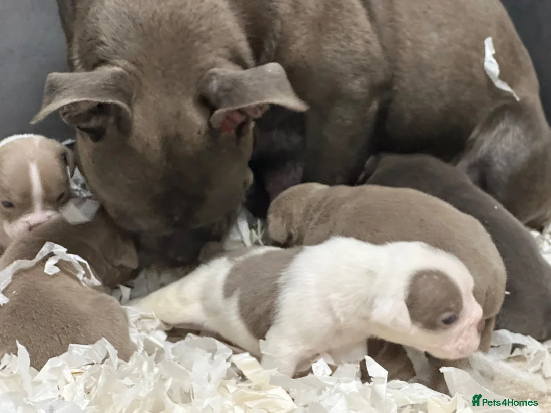 Olde English Bulldogge dogs for sale: Uk’s Longest & Most Reputable todate.  - Advert 10