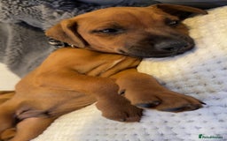 Mixed Breed dogs for sale: whippet mix - Image 12