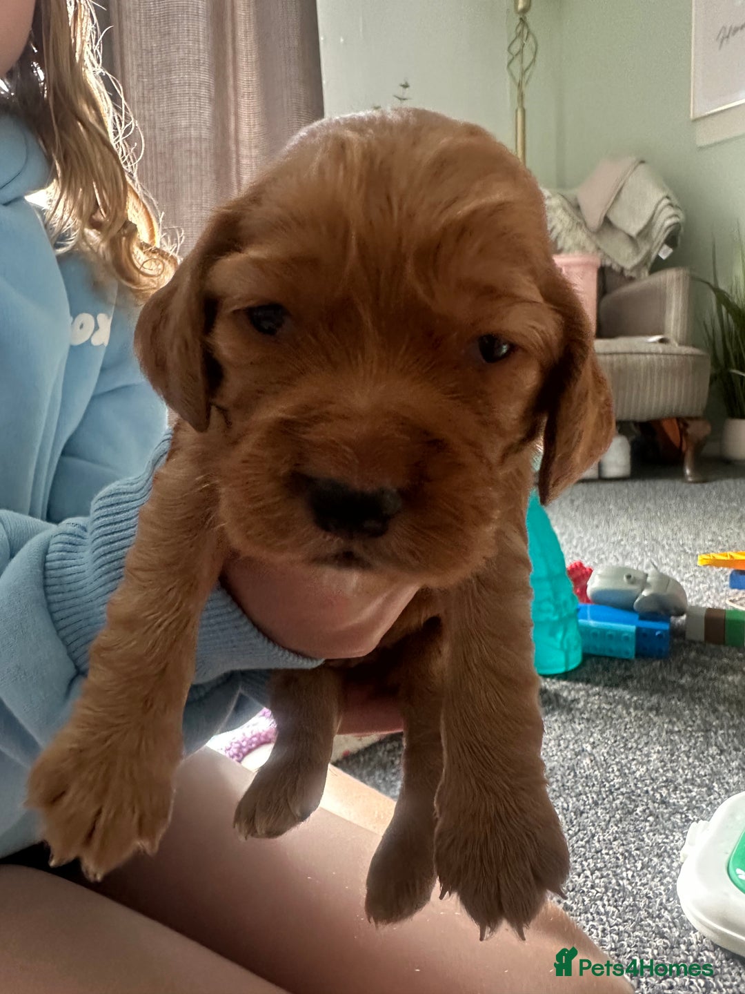 Cocker Spaniel dogs for sale: Beautiful Cocker Spaniel Puppies - Image 9