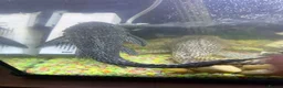 Catfish fish for sale: Huge Sailfin Pleco Ready For Large Tank 36cm - Advert 3
