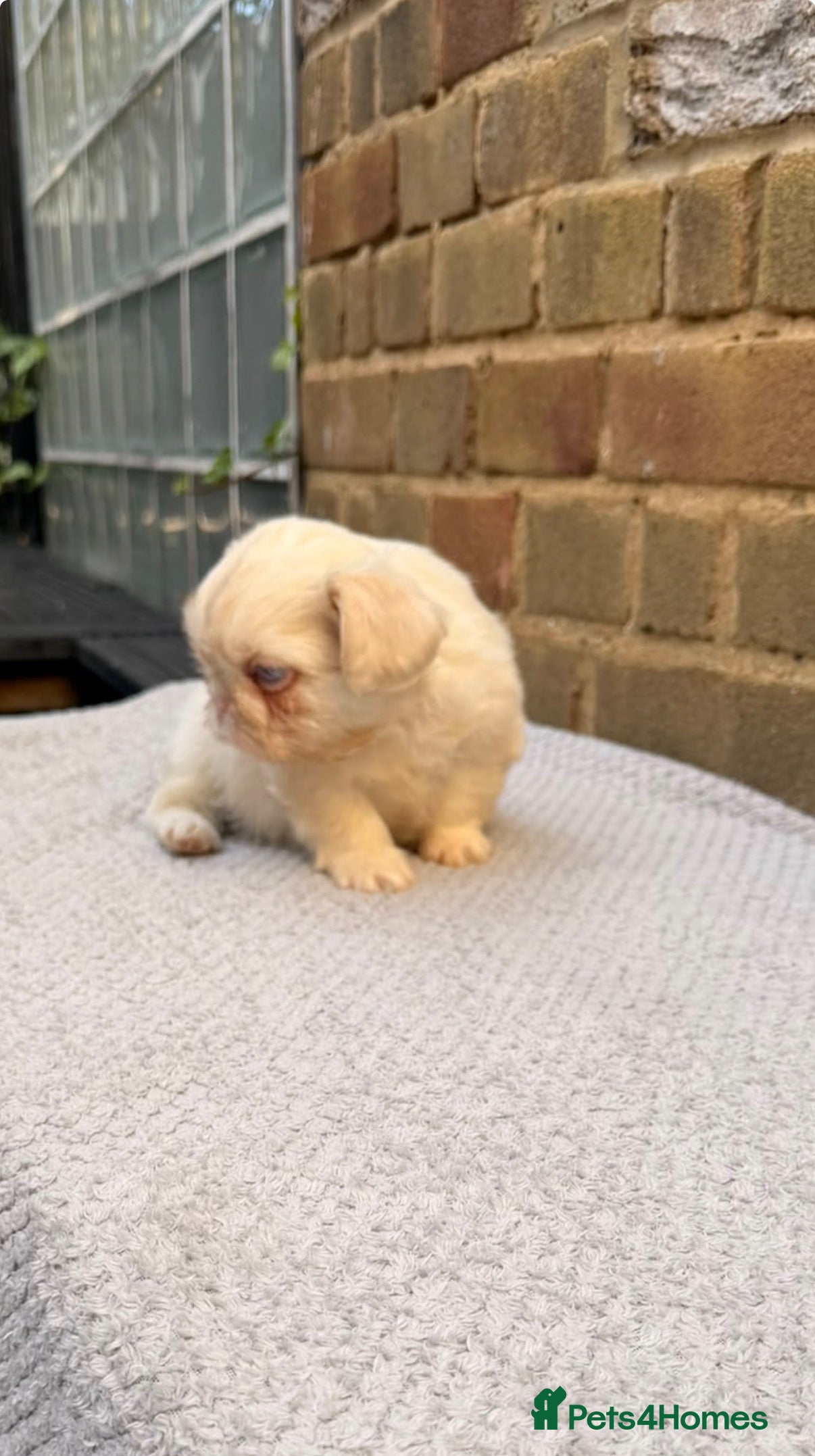 French Bulldog dogs 💕🐾 GORGEOUS FLUFFY FRENCH BULLDOG GIRLS KC REG - Advert 2