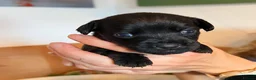 Mixed Breed dogs for sale: F2 Border x Patterdale pups - Advert 8