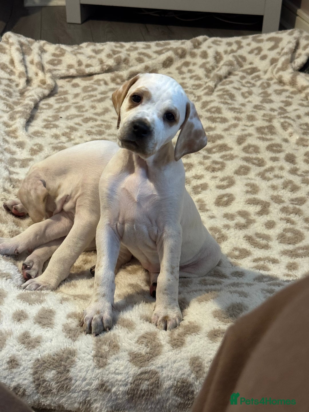 Pointer dogs for sale: Beautiful litter of Top Quality Pointer Puppies - Advert 26