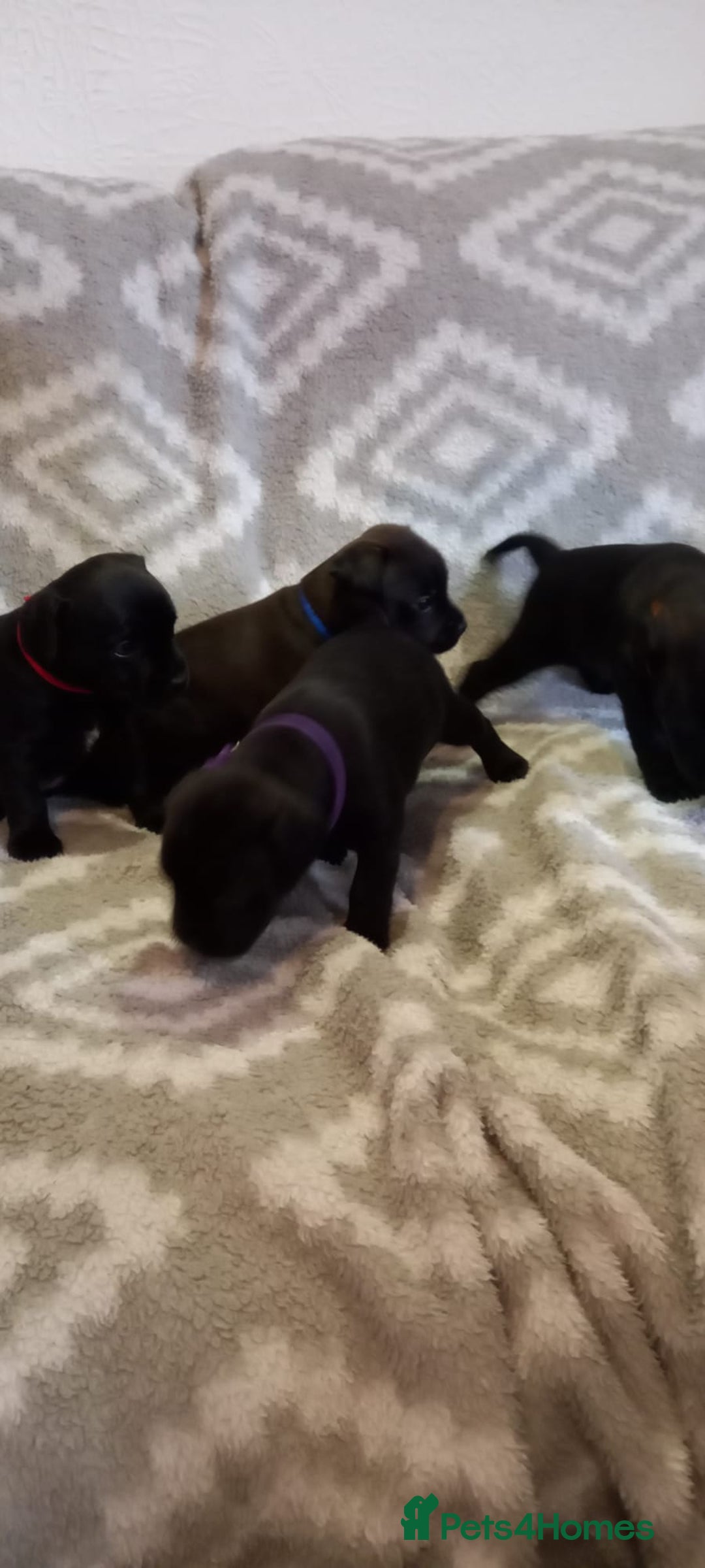 Patterdale Terrier dogs for sale: PATTERDALE TERRIER SMOOTH HAIRED MOTHER  - Image 19