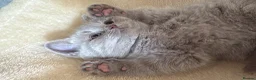 British Shorthair cats for sale: British Short Hair Blue and Lilac Adorable Kittens - Advert 25