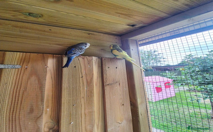 Budgerigars birds - Advert 2