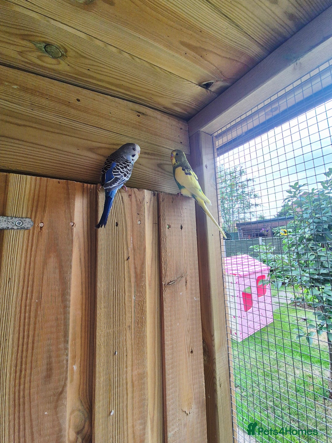 Budgerigars birds for sale: Baby budgies and zebra finches for sale - Image 1