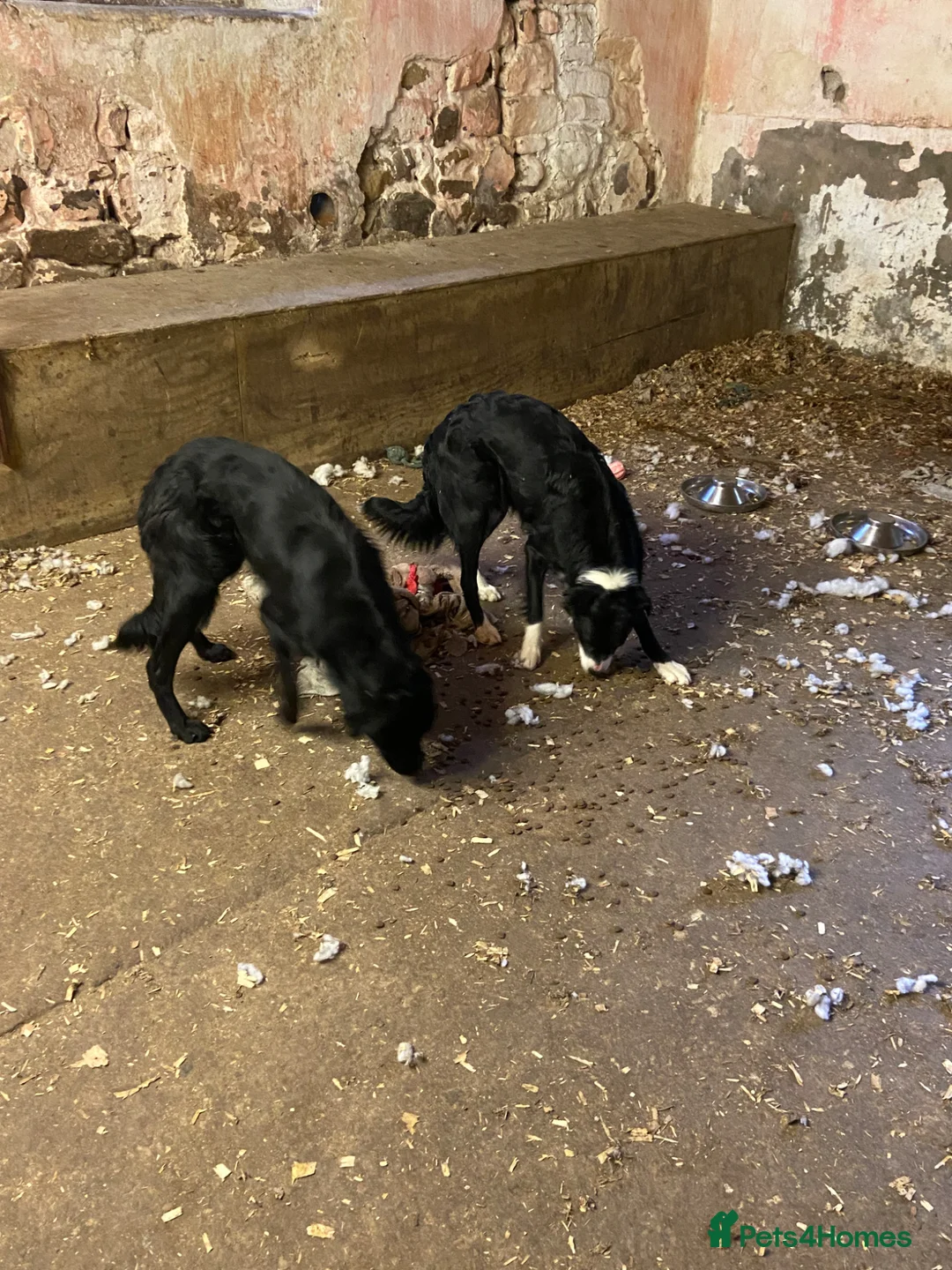 Mixed Breed dogs for sale: Collie X Dogs - Advert 1