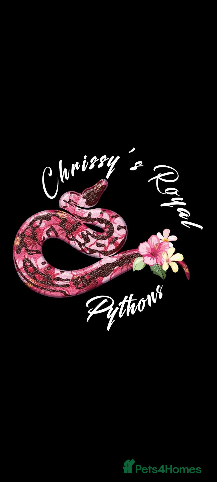 Python Snake reptiles 23 Royal Pythons for sale  - Advert 1