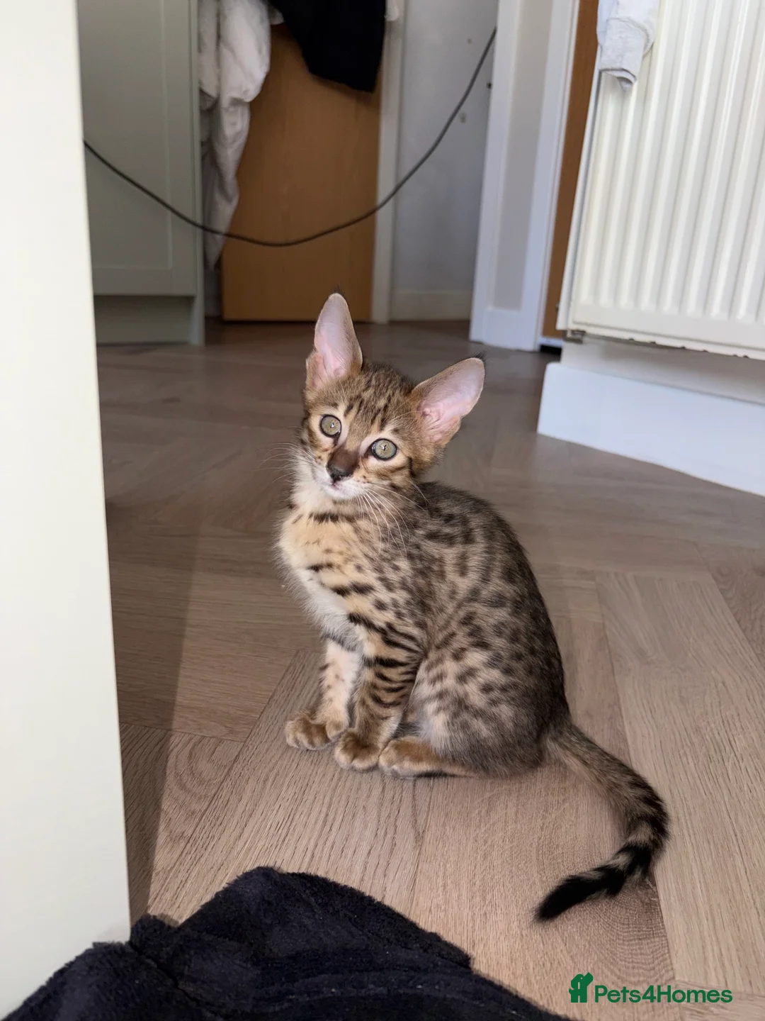 Savannah cats for sale: TICA F3 Savannah Kittens - Luxe Cat co. in Blackpool - Advert 11