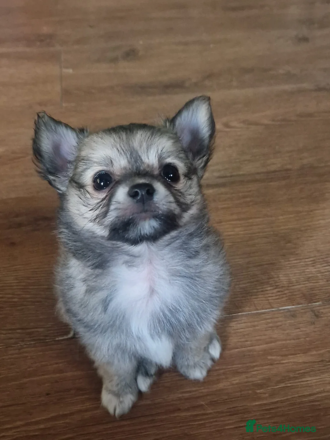 Chihuahua dogs for sale: First jab and health checked Luxury Chihuahua pups - Advert 2