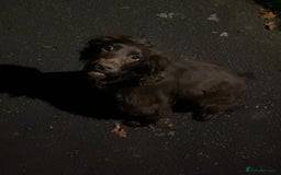 Mixed Breed dogs for sale: Cocker/ Patterdale  - Image 2