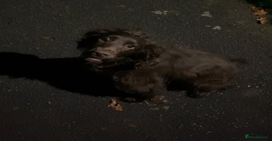 Mixed Breed dogs - Advert 3