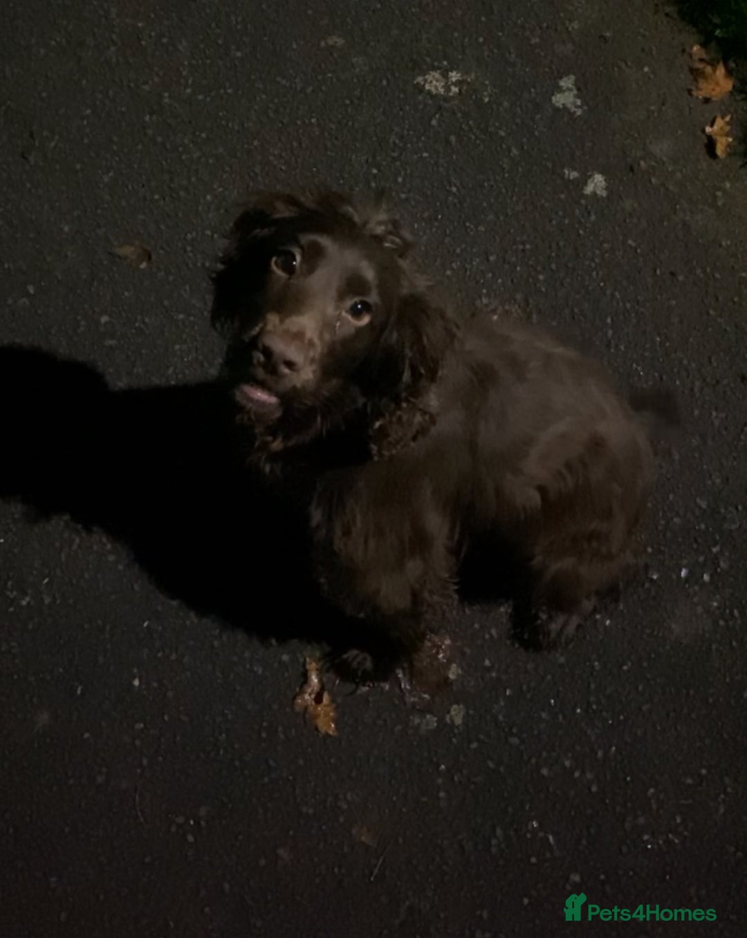 Mixed Breed dogs for sale: Cocker/ Patterdale  - Image 2