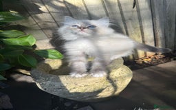 Ragdoll cats for sale: 🚨 Gorgeous, pedigree Ragdoll Puffballs! 🚨  - Image 19