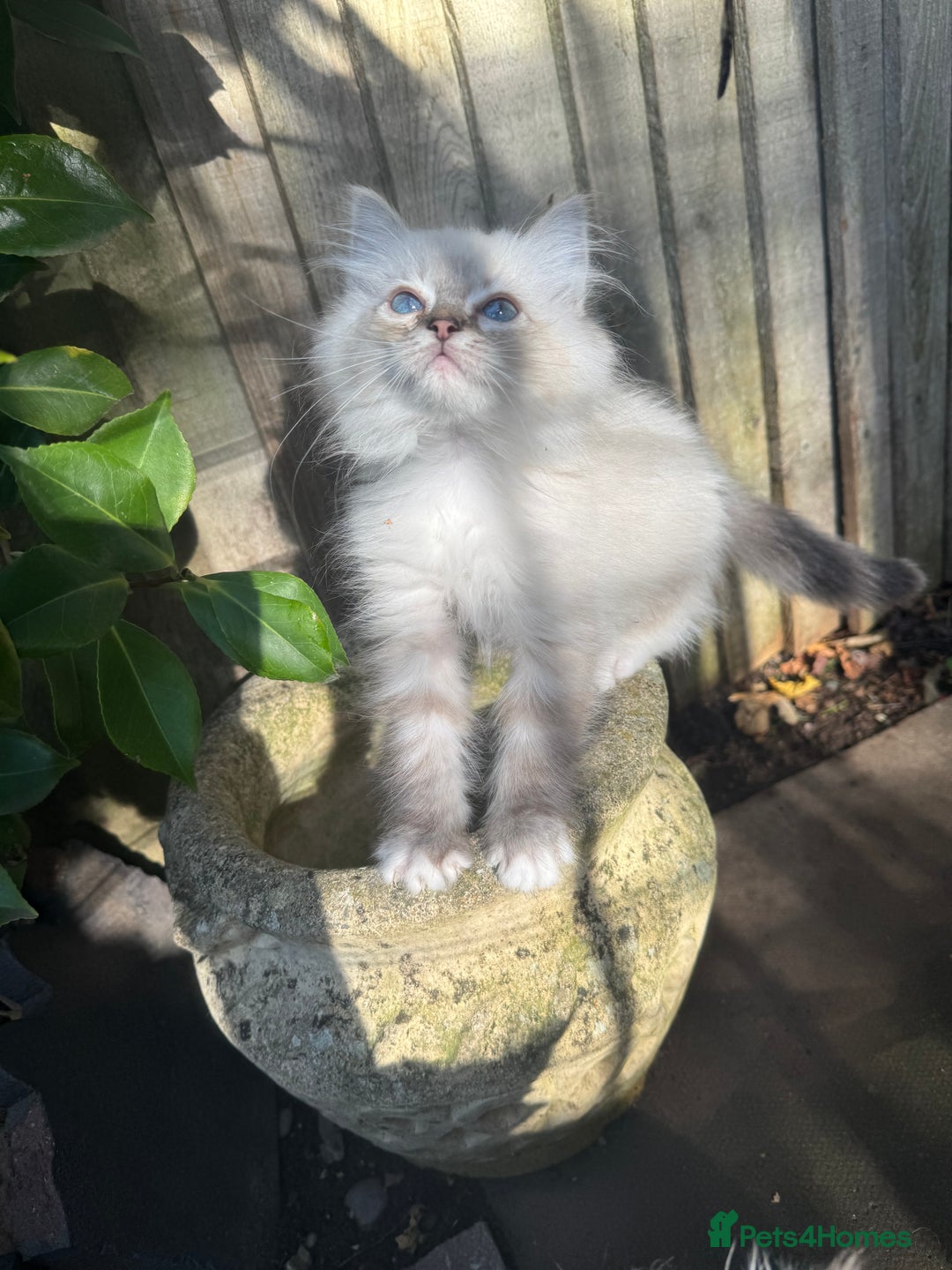 Ragdoll cats for sale: 🚨 Gorgeous, pedigree Ragdoll Puffballs! 🚨  - Image 19