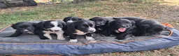 Sprollie dogs for sale: Beautiful litter of puppies  - Advert 2