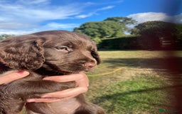 Mixed Breed dogs for sale: Sprockador puppies for sale  - Image 1