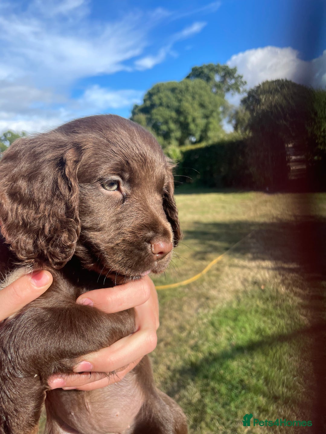 Mixed Breed dogs for sale: Sprockador puppies for sale  - Image 1