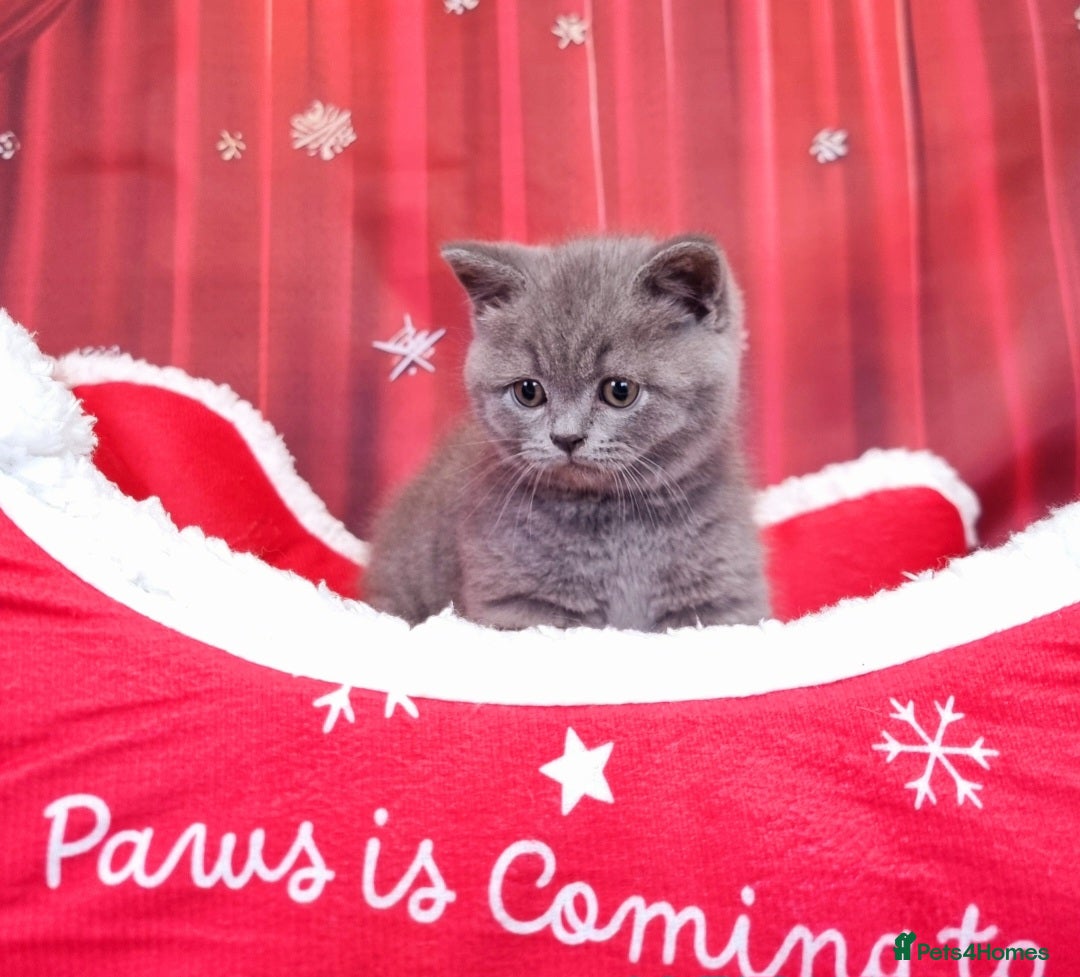 British Shorthair cats Amazing British Shorhair kittens for sale!!! - Advert 4