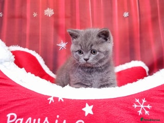 British Shorthair cats Amazing British Shorhair kittens for sale!!! - Advert 4