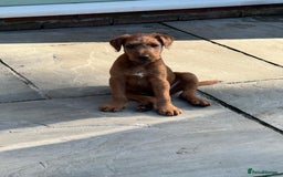 Irish Terrier dogs for sale: 2 Irish Terrier Puppy Girls for Sale 🐾 - Image 2